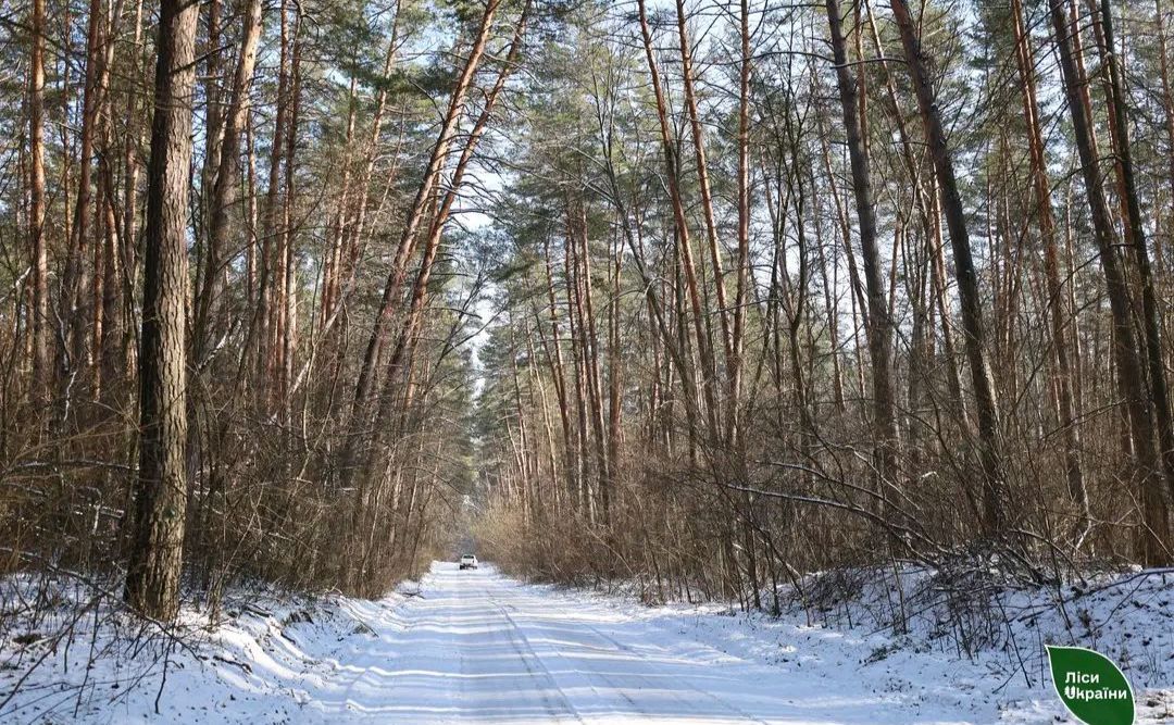 Слобожанський лісовий офіс збільшив лісовий фонд на понад сотню ділянок