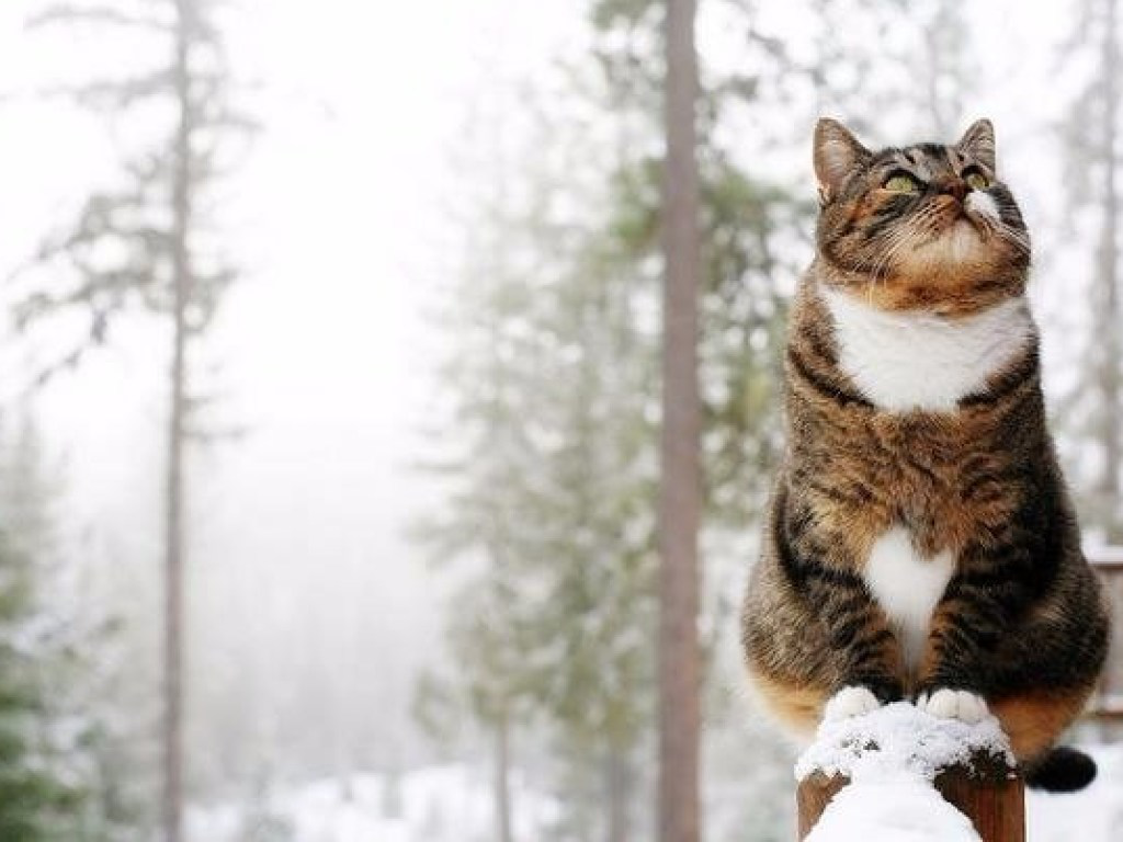 Які свята відзначаємо 11 січня?