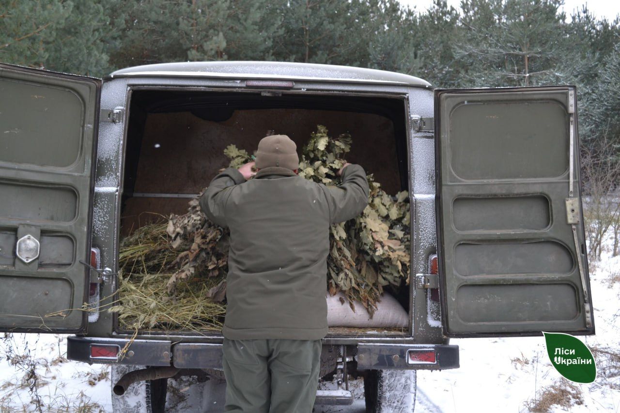 Лісівники підгодовують диких тварин