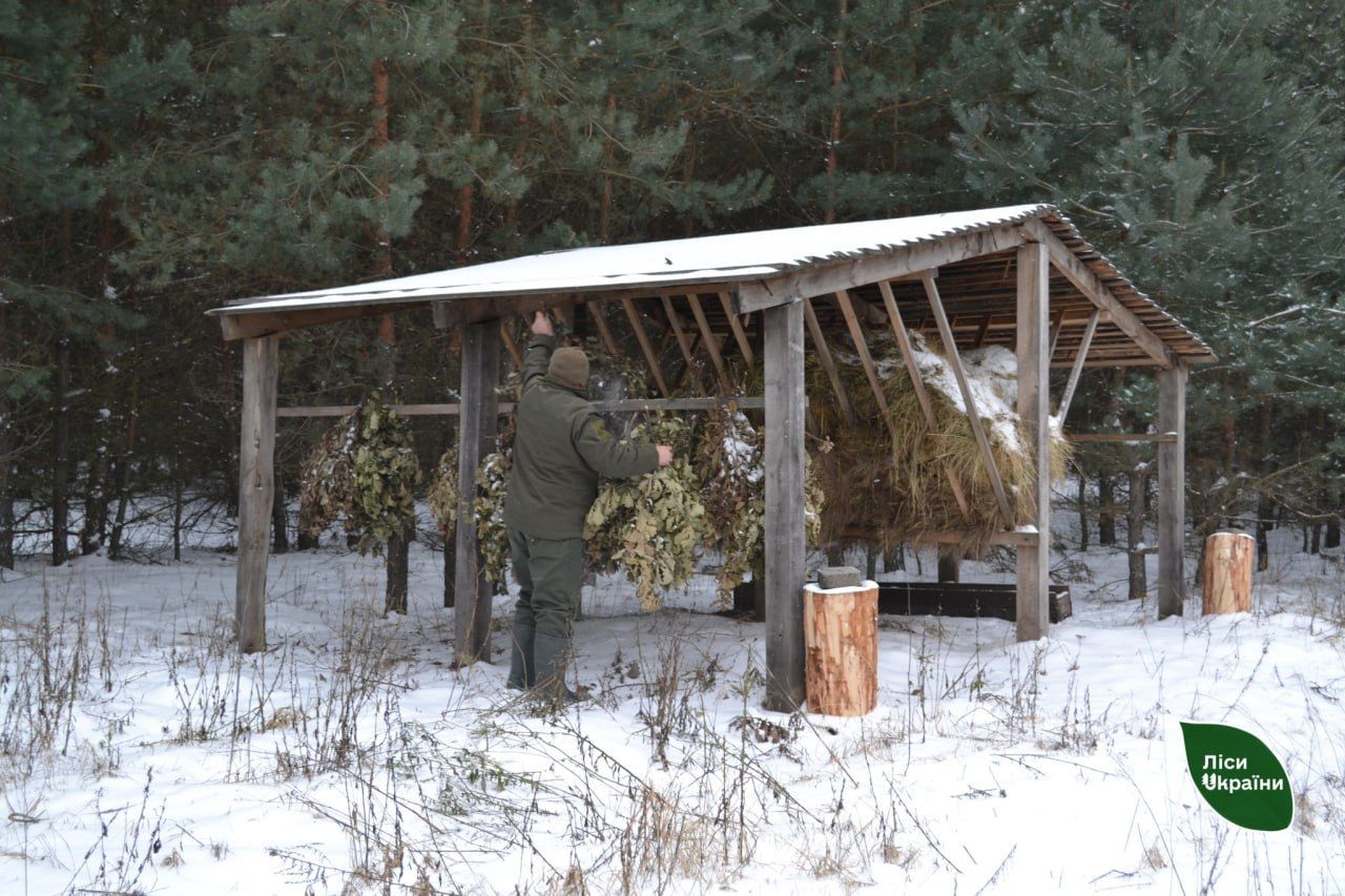 Лісівники підгодовують диких тварин