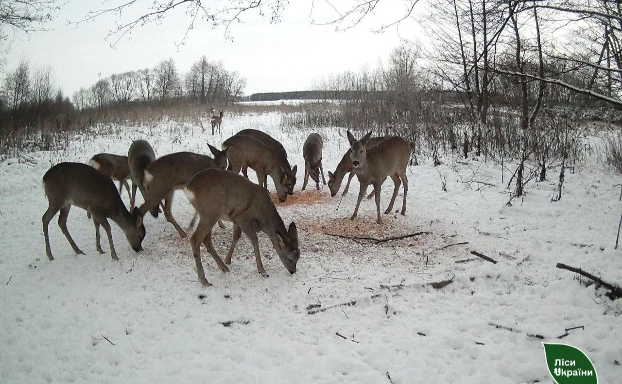 Лісівники підгодовують диких тварин