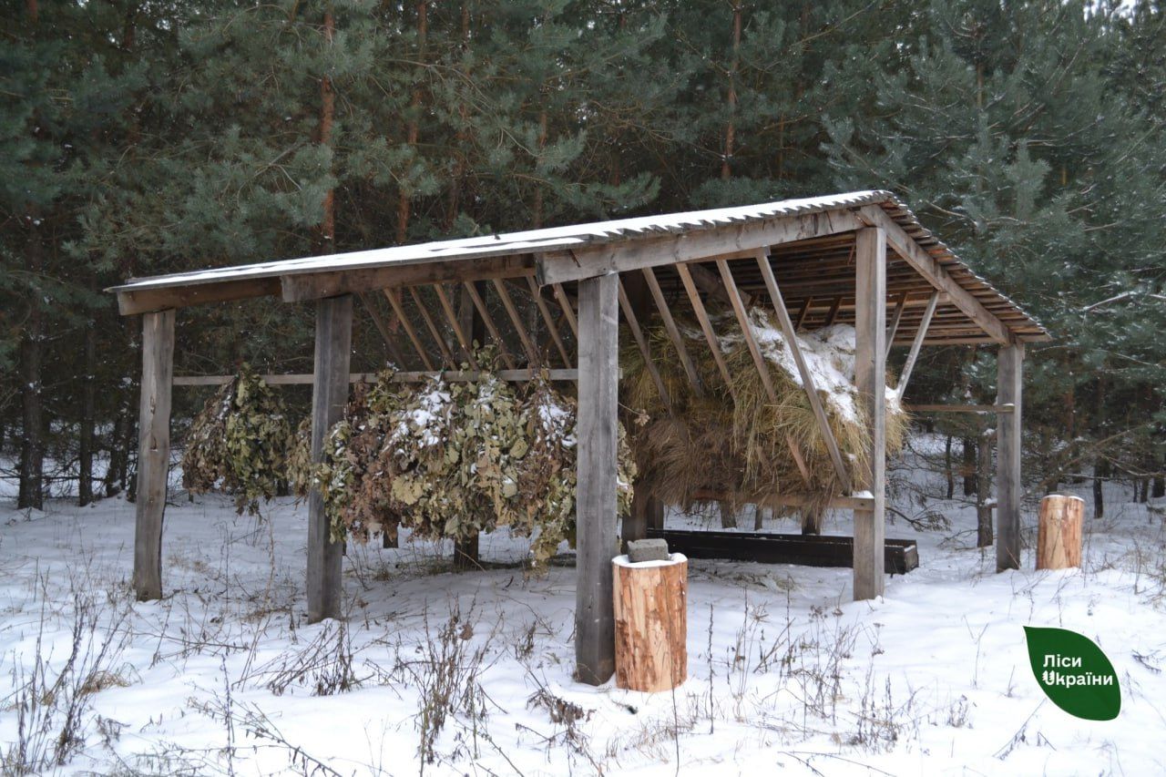 Лісівники підгодовують диких тварин