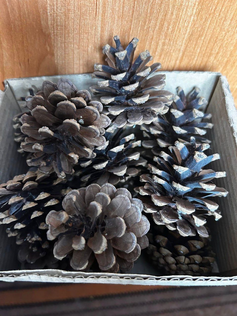 Вихованці Решетилівської філії ПОЕНЦУМ виготовляють годівнички для птахів