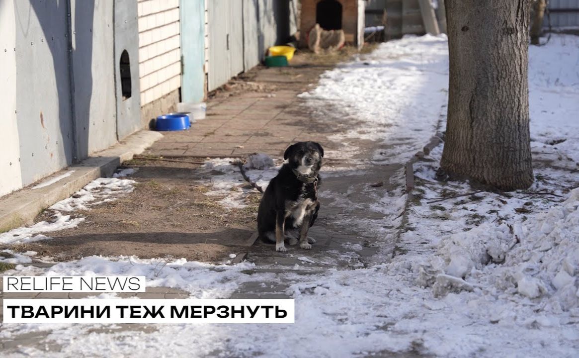 Тварини теж мерзнуть