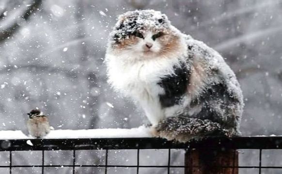 У вівторок на Полтавщині сніжитиме