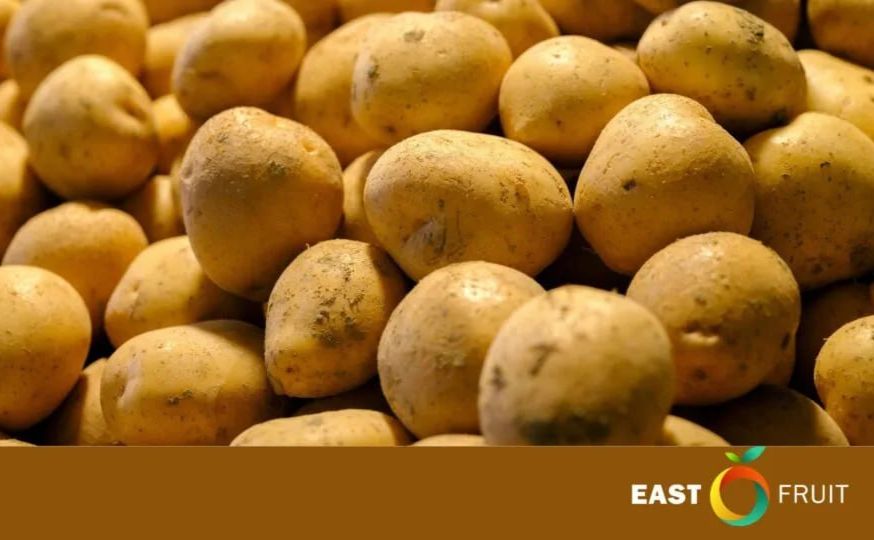 В Україні стрімко дорожчає картопля