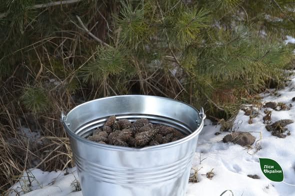 Взимку лісівники проводять заготівлі насіння для висаджування лісів