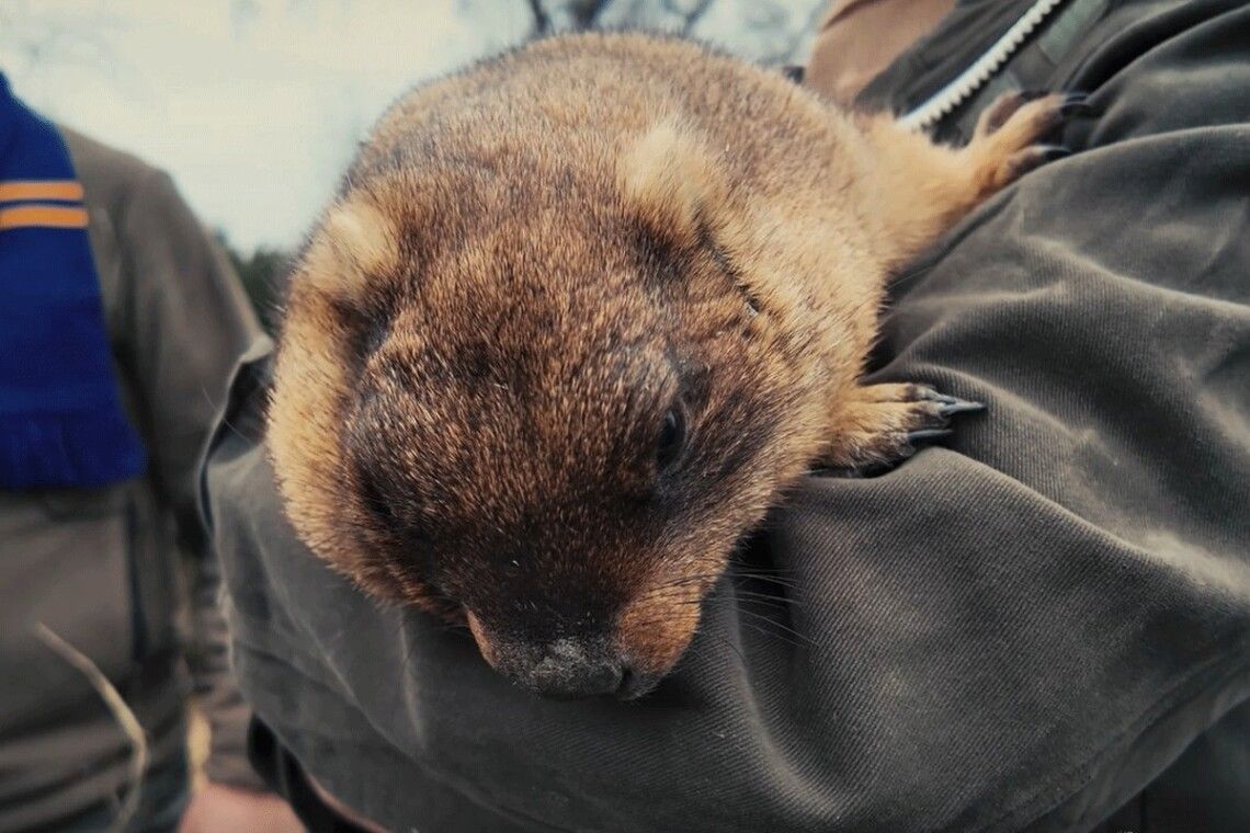 Харківський бабак Тимко IV прокинувся і дав прогноз на весну