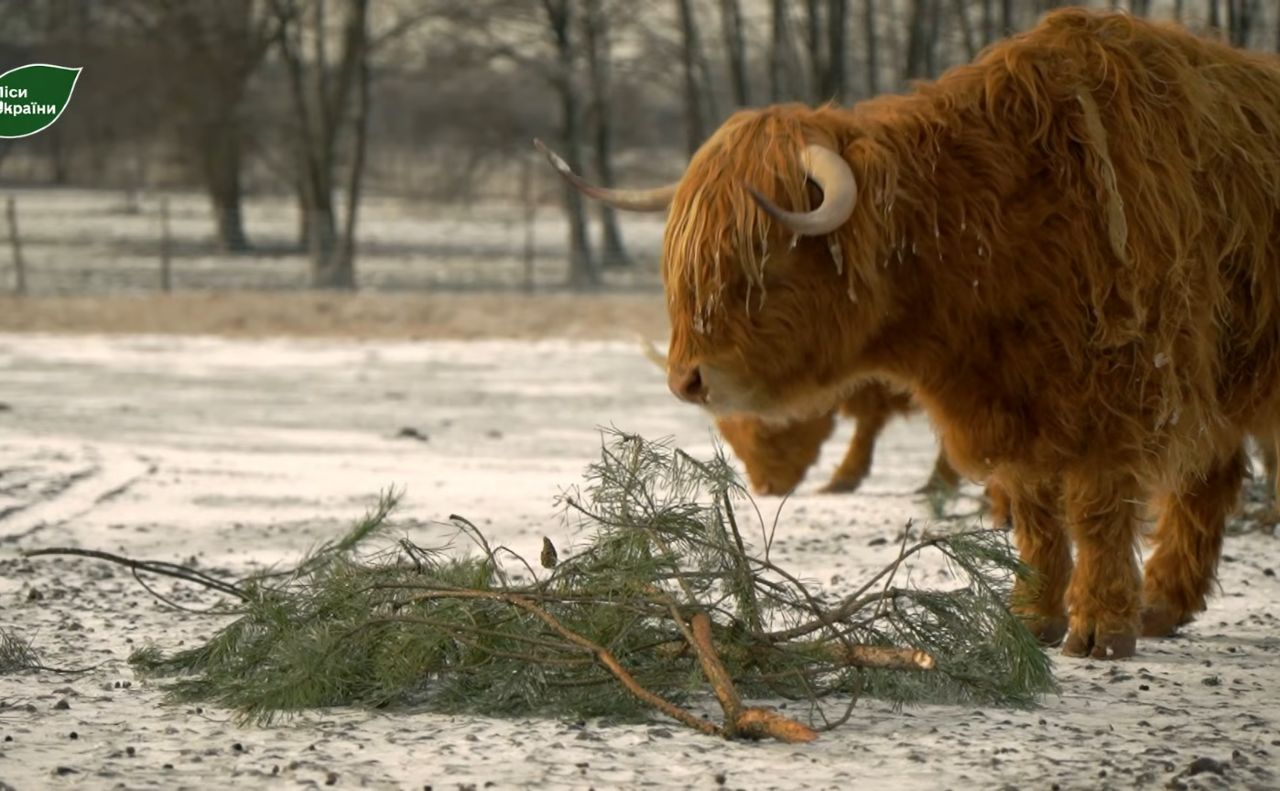 Лісівники привезли до екопарку «Ковалівка» дрова та ласощі для звірів