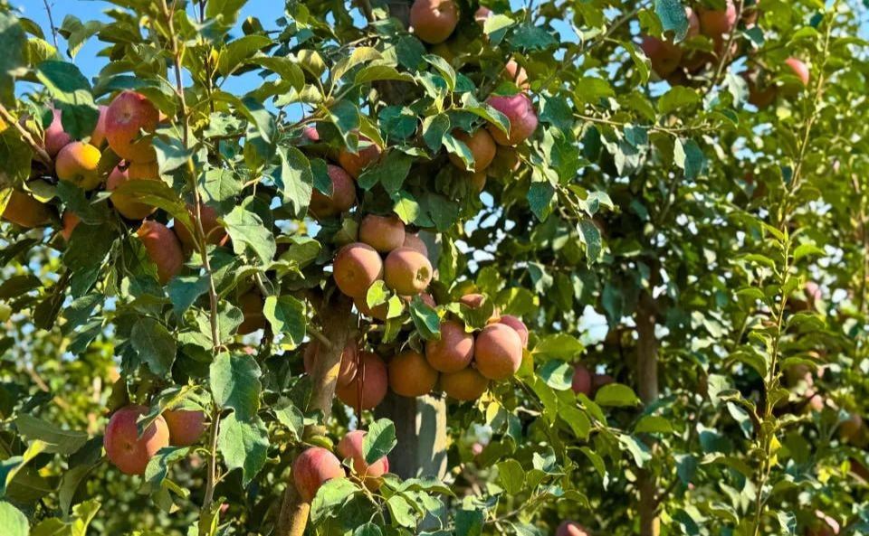 Понад 400 млн грн держпідтримки перебачено на розвиток садів та теплиць у 2026 році