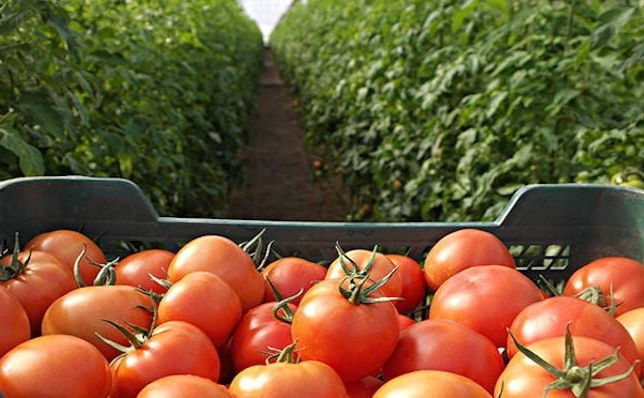 Помідори продовжують дорожчати