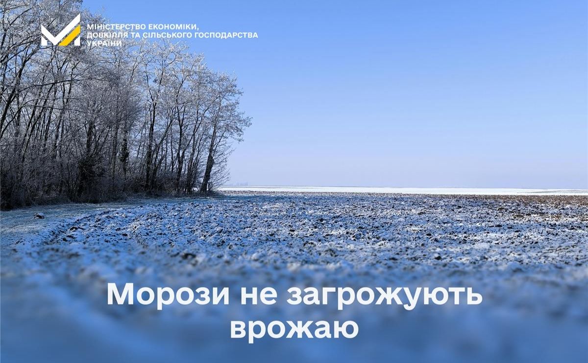 Морози не загрожують врожаю в Україні