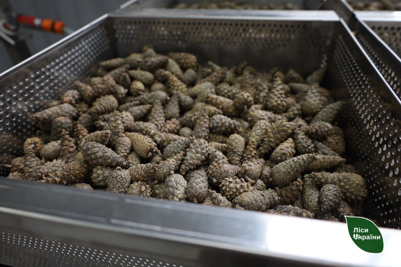 Лісівники продовжують заготівлі насіння для висаджування лісів