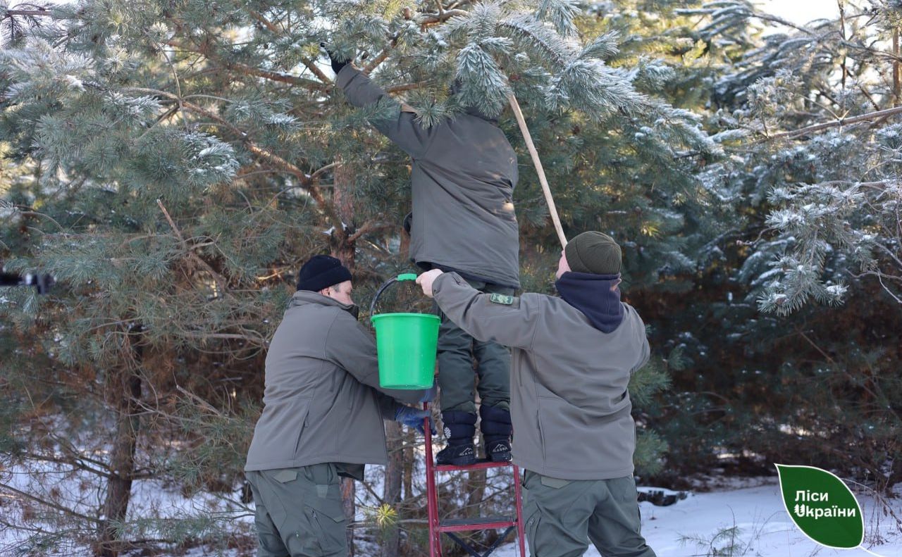 Лісівники продовжують заготівлі насіння для висаджування лісів