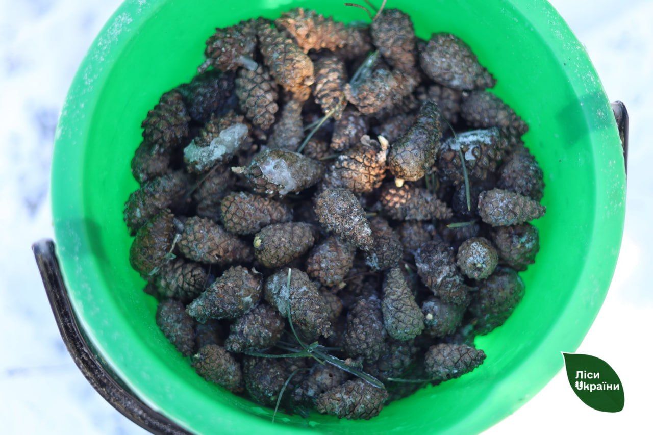 Лісівники продовжують заготівлі насіння для висаджування лісів