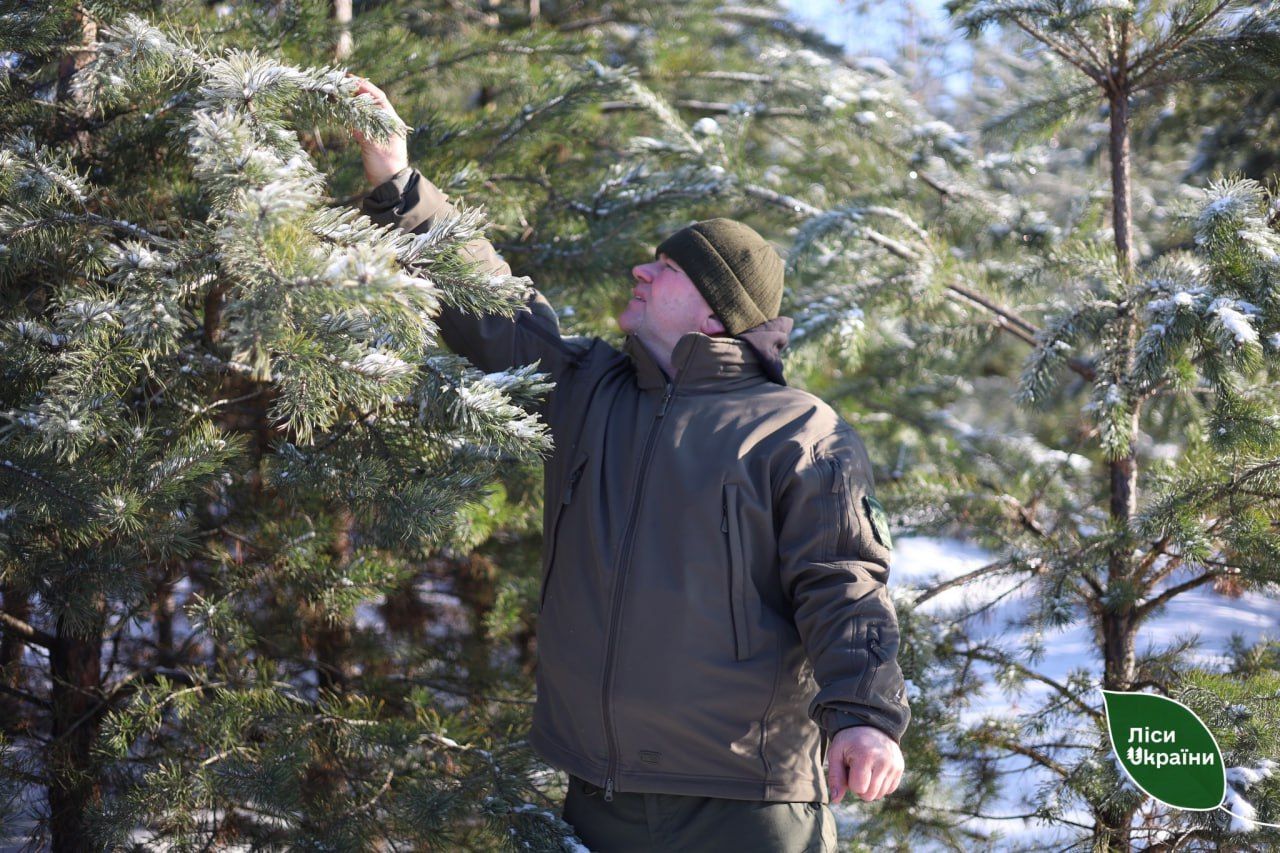 Лісівники продовжують заготівлі насіння для висаджування лісів