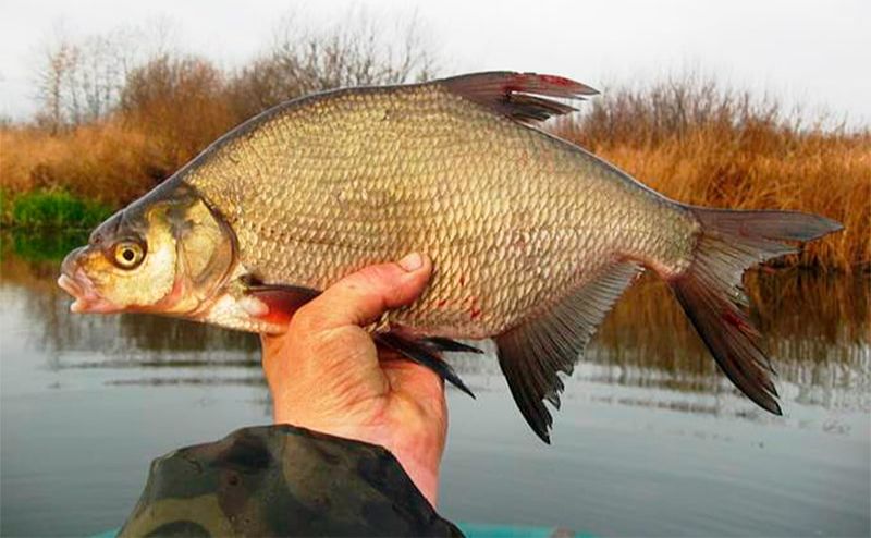 Рибалка з Кременчука заплатив за ляща, як за банку хорошої червоної ікри
