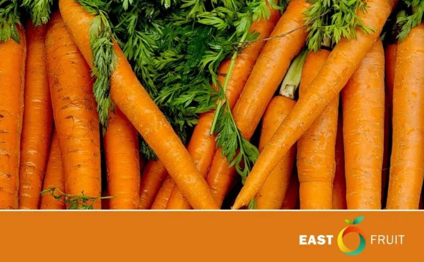 В Україні стрімко дешевшає морква