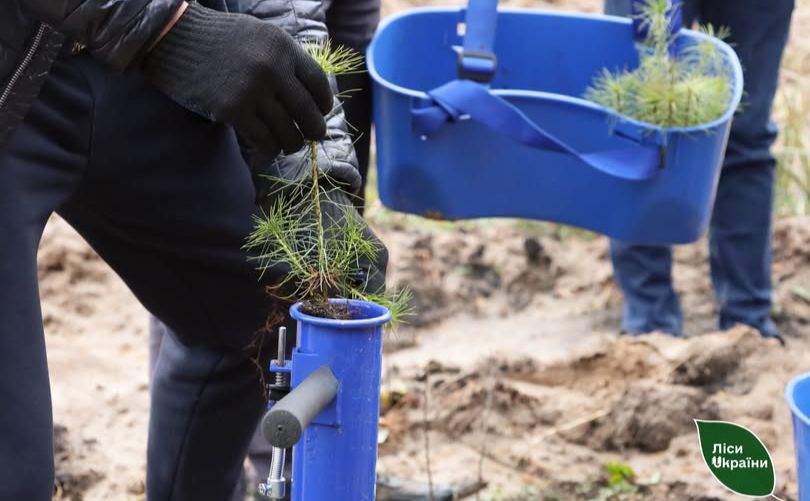 На Полтавщині висадять новий ліс
