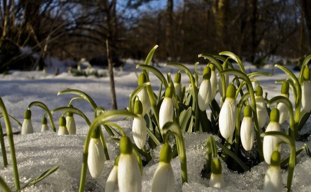 Сьогодні вдень максимальна температура повітря досягатиме +14