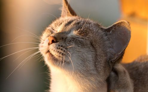 Сьогодні опадів не прогнозують