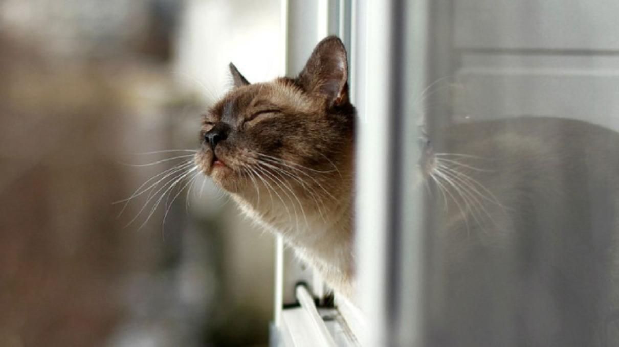 Які свята відзначаємо 15 березня?