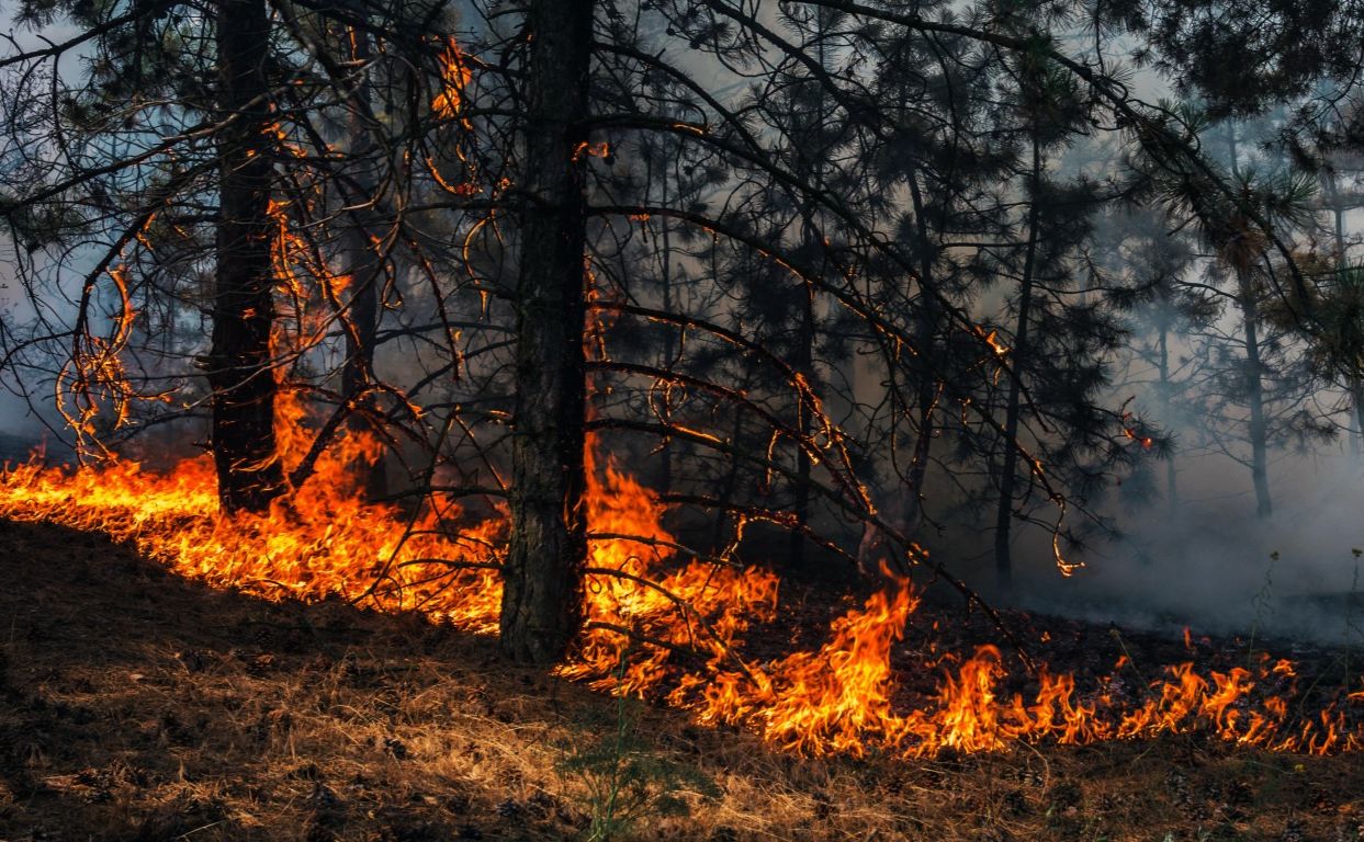 У лісах Полтавщини розпочався пожежонебезпечний період