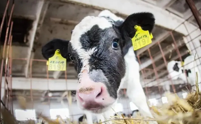 У Гребінківській громаді запровадили карантин через лейкоз ВРХ