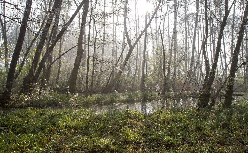Сьогодні максимальна температура повітря досягатиме +11