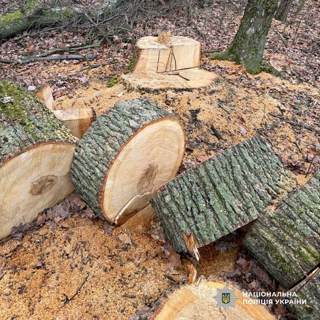 На Полтавщині затримали п’ятьох «чорних лісорубів»