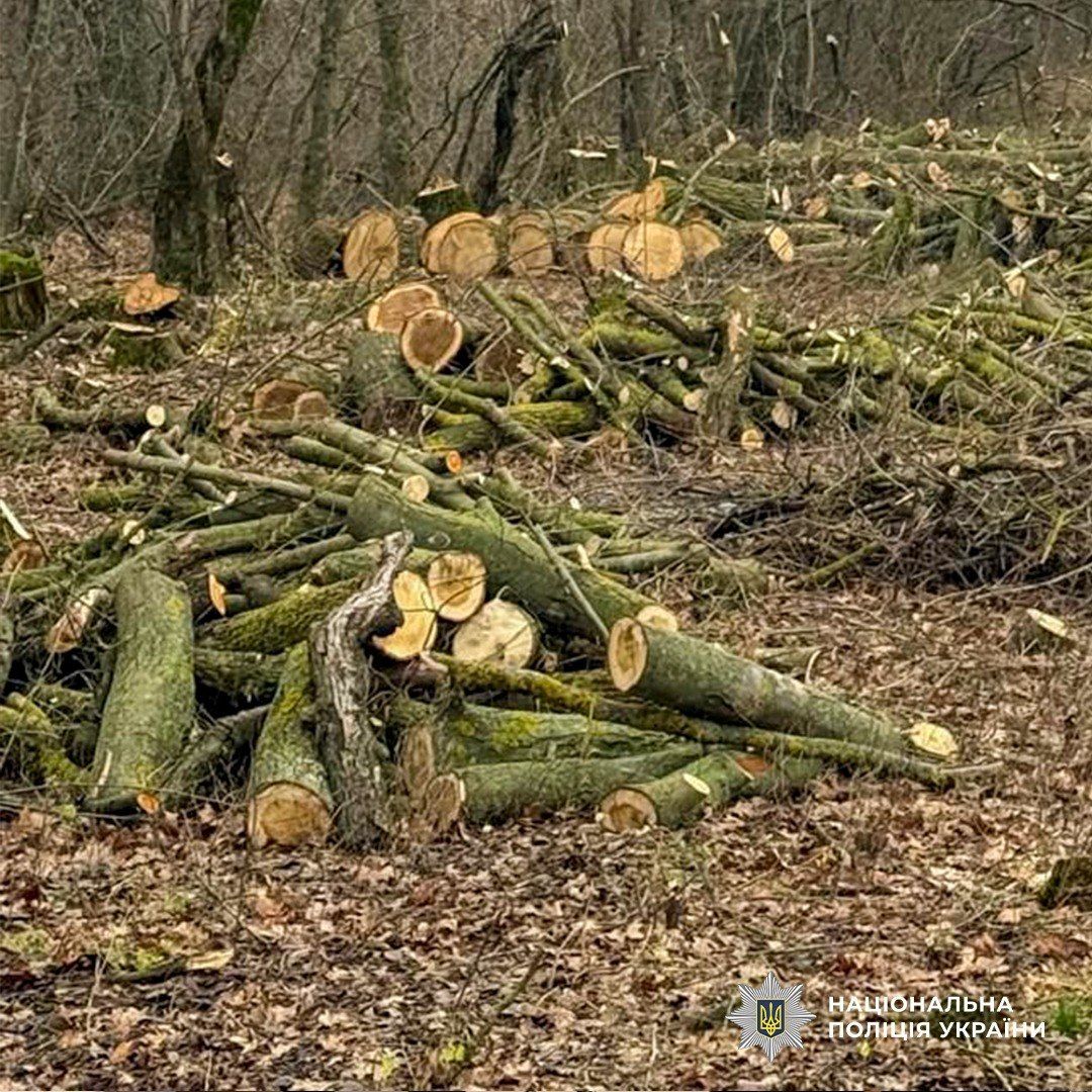 На Полтавщині затримали п’ятьох «чорних лісорубів»