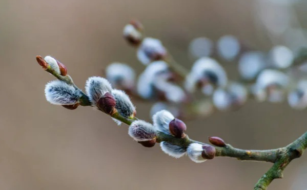 Сьогодні максимальна температура повітря досягатиме +14