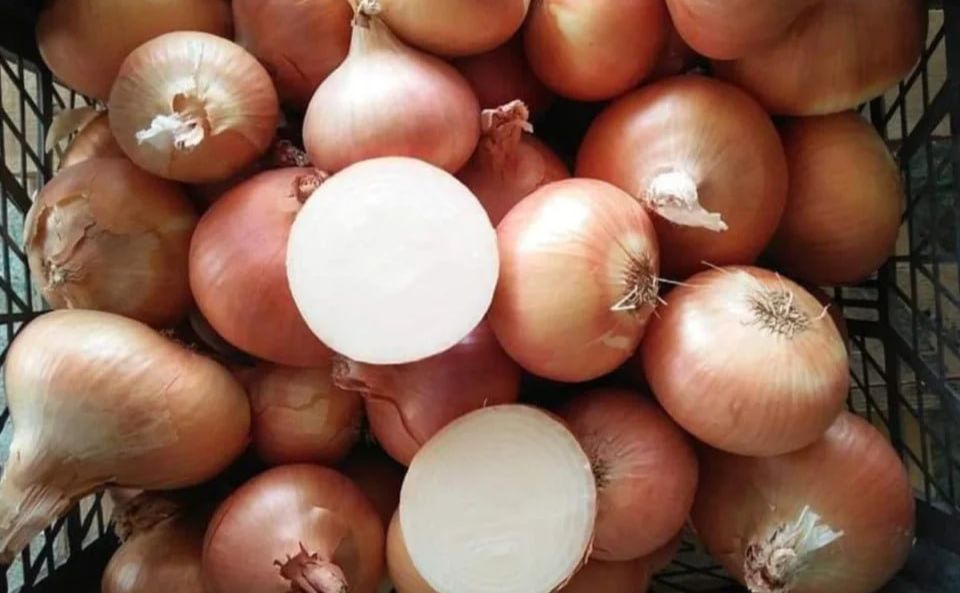 В Україні дешевшає цибуля