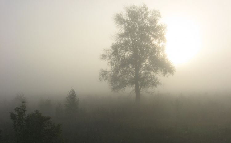 У четвер очікується туман