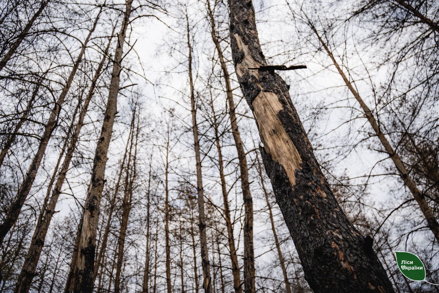 У Новосанжарській громаді відновлюють ліс