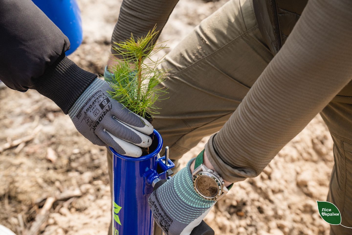 У Новосанжарській громаді відновлюють ліс