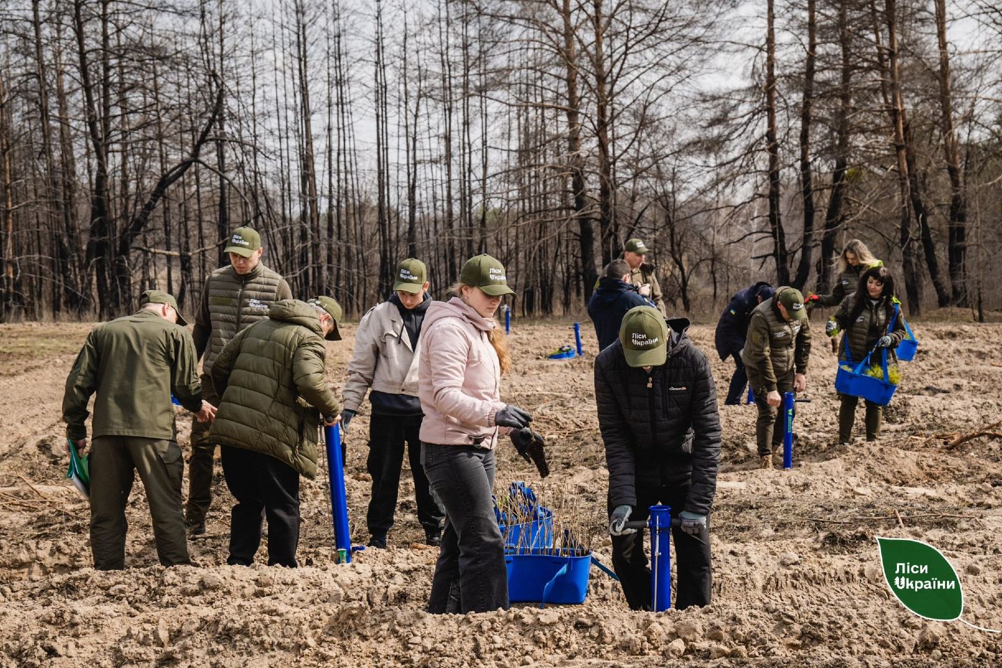 У Новосанжарській громаді відновлюють ліс