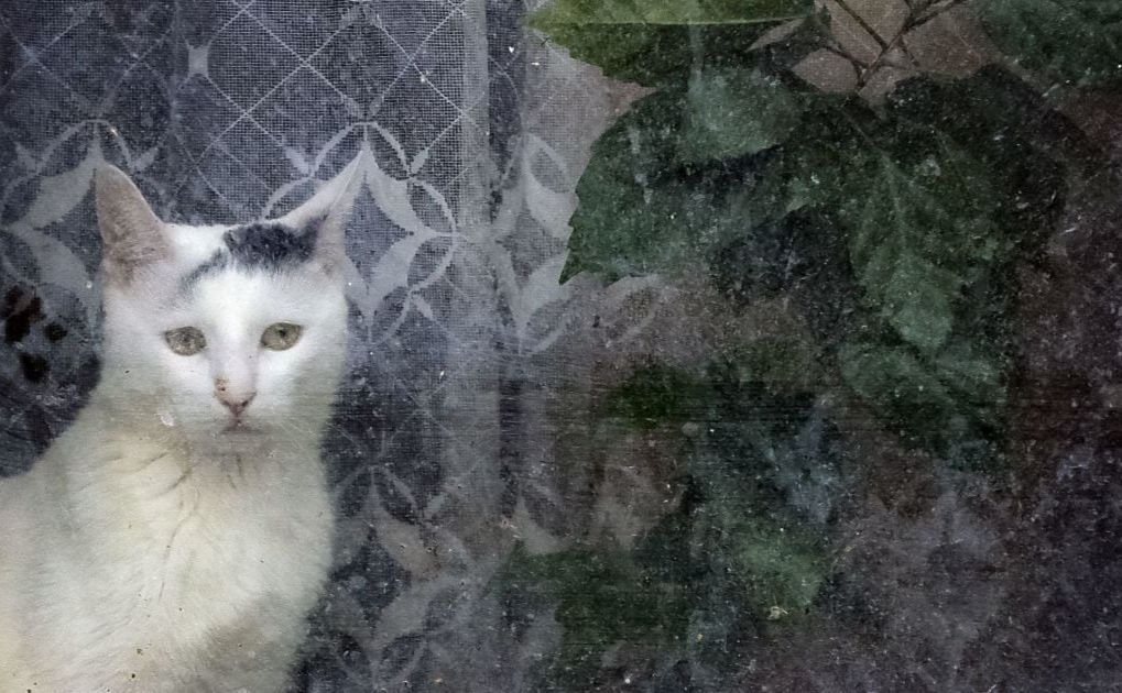 На Полтавщині очікують заморозки на ґрунті