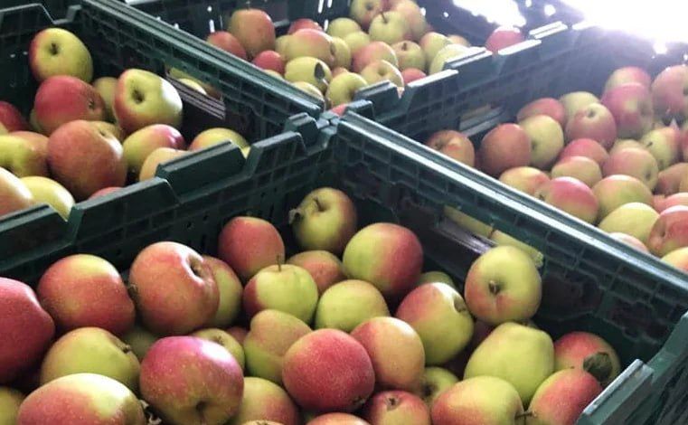 Яблука можуть різко подешевшати