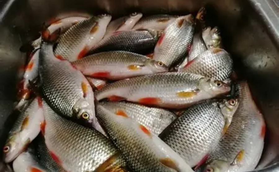 На Полтавщині фіксують випадки зараження паразитами через вживання риби