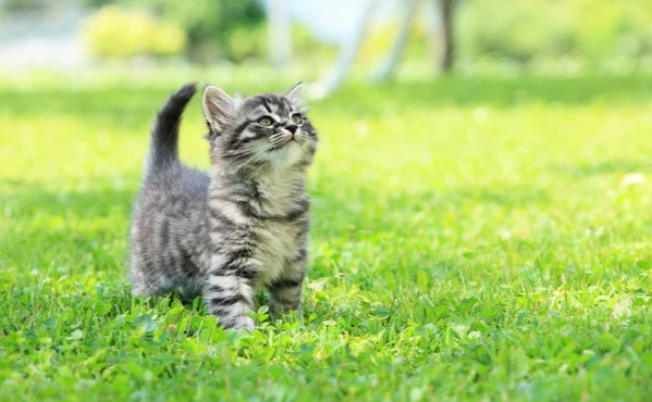 У четвер опадів не прогнозують