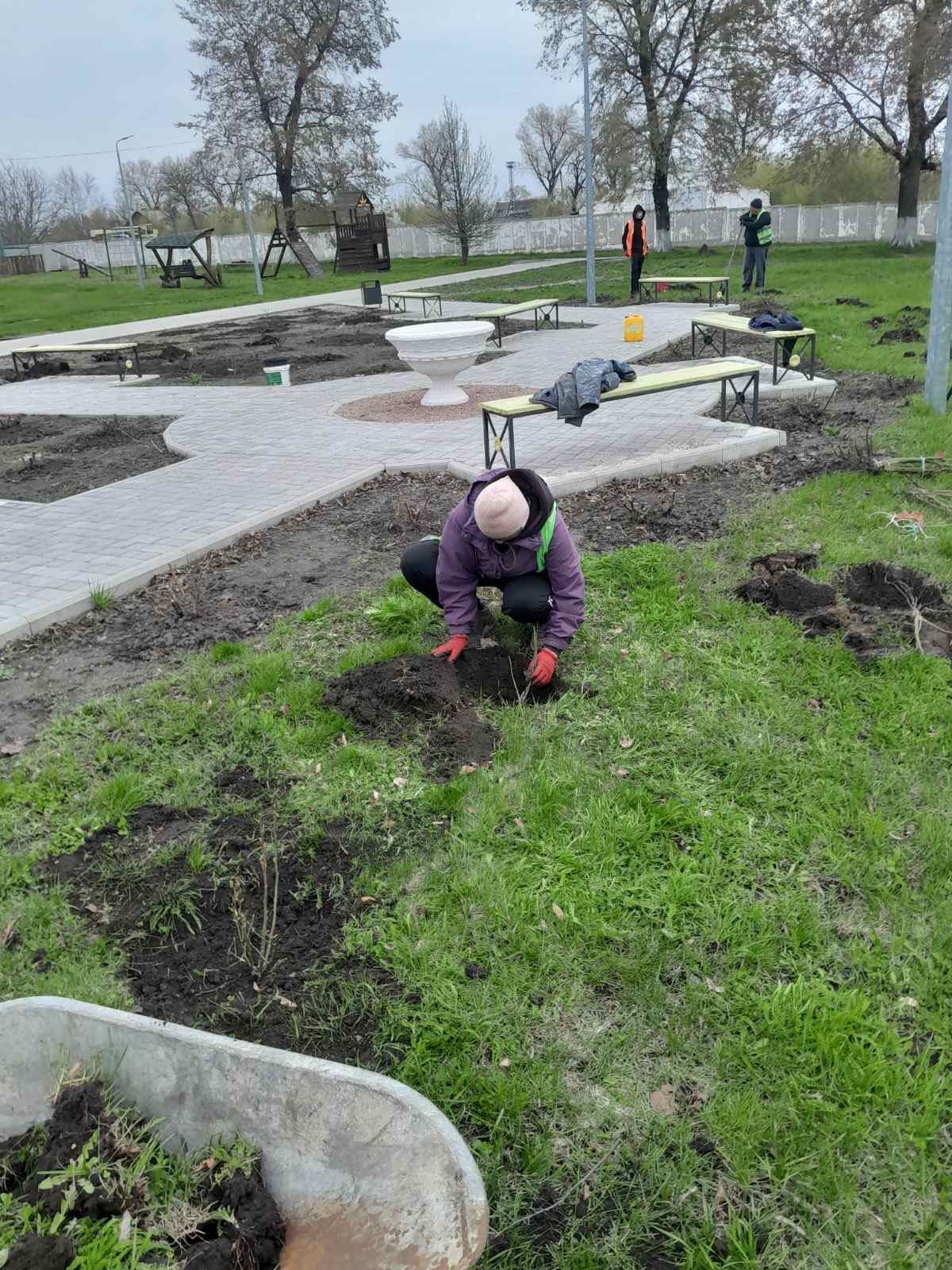Покровські комунальники висадили троянди на Алеях Слави