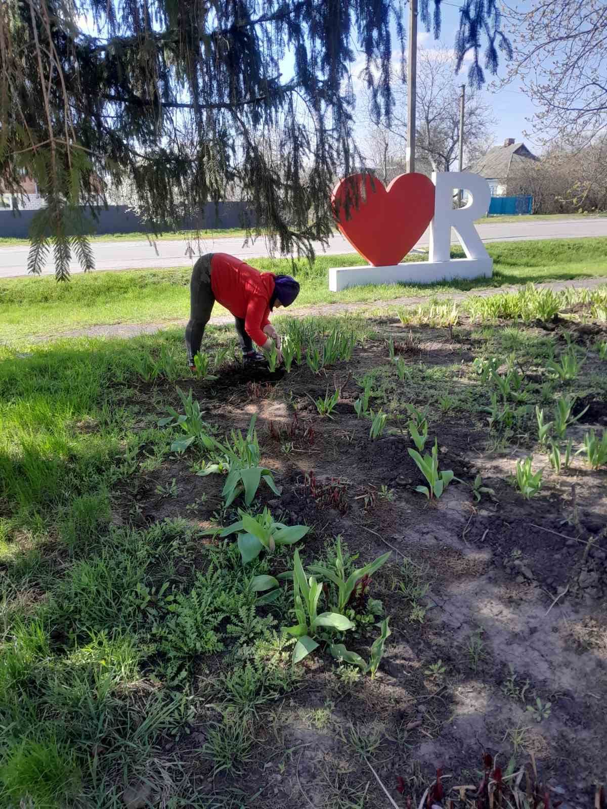 Покровські комунальники висадили троянди на Алеях Слави