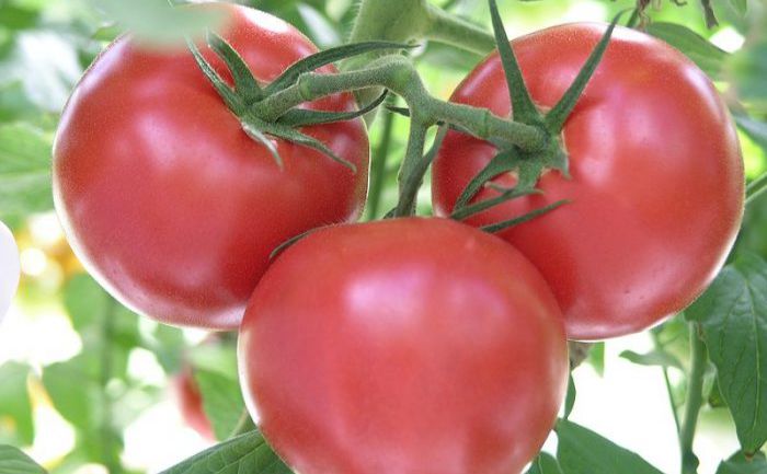 В Україні дешевшають помідори