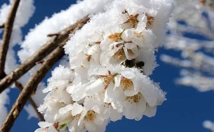 Врожай кісточкових в Україні може скоротитися вдвічі через заморозки