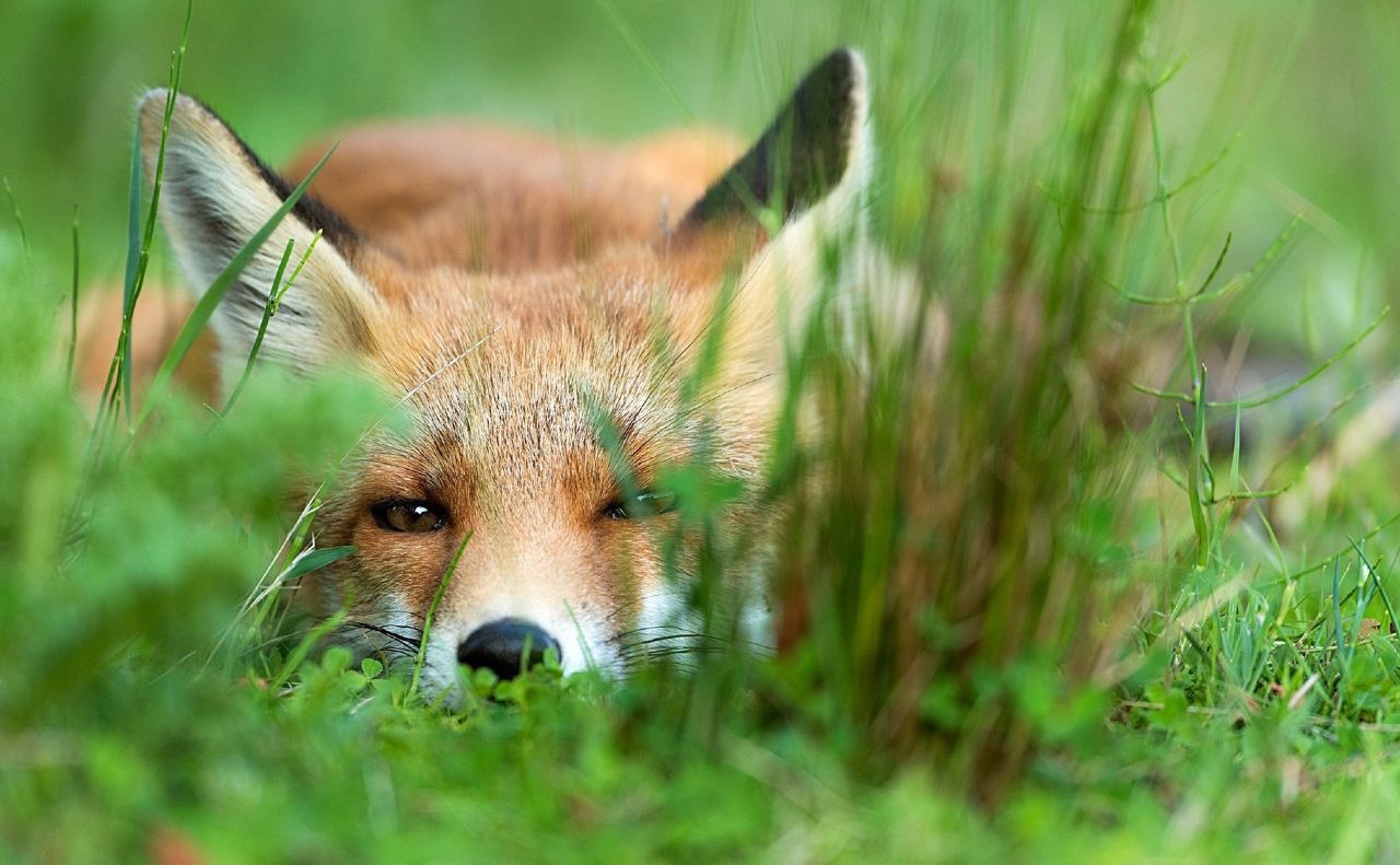 У травні на Полтавщині почнуть вакцинувати від сказу диких тварин