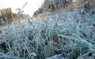 У середу знову прогонзують заморозки на ґрунті