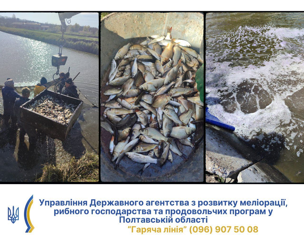 У річку Сухий Кагамлик випустили понад 900 кілограм молодняка риби