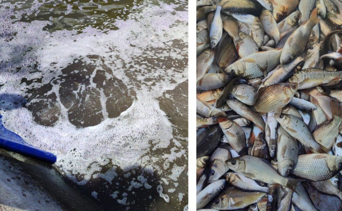 У річку Сухий Кагамлик випустили понад 900 кілограм молодняка риби