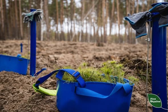 На Полтавщині завершується весняна посадка лісу